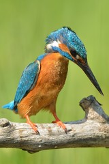 Kingfisher