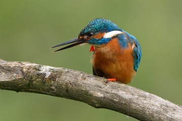 Kingfisher