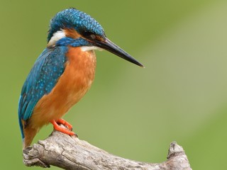 Kingfisher