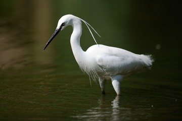 Egretta Garzetta