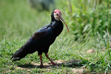 Ibis eremita