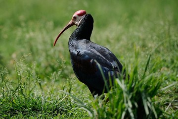 Ibis eremita