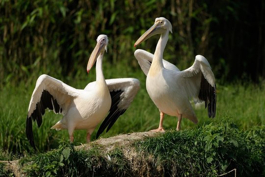 Pellicani