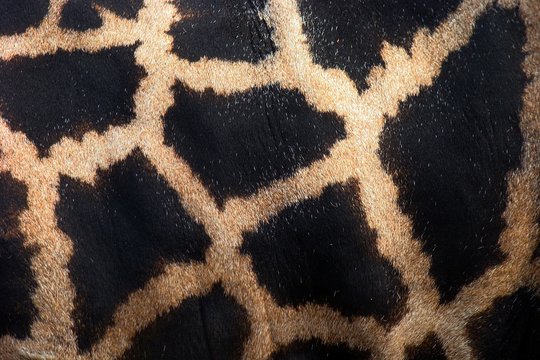 Giraffenflecken