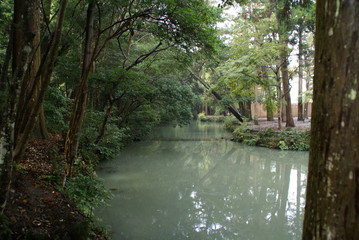 森の泉