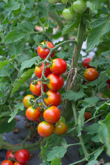 tomatoes hanging on tree
