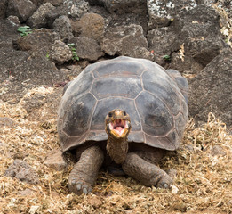 Obraz premium Large Galapagos giant tortoise