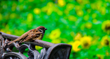 bird in the garden