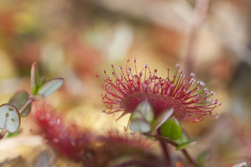 Common sundew (Drosera rotundifolia) macro photo