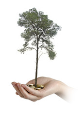tree growng from pile of coins
