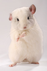 Dancing white chinchilla