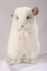 Chinchilla
