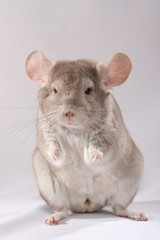 Chinchilla