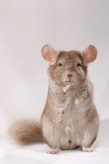 Guru chinchilla