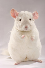 Chinchilla