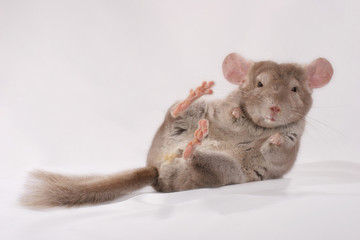 Chinchilla