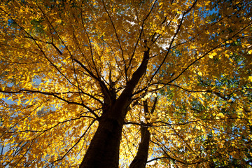 Obraz premium Forest