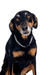 Fototapeta premium Funny mixed breed dog