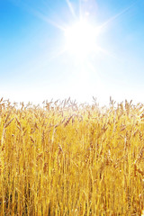 Golden wheat field and blue sky on a sunny day