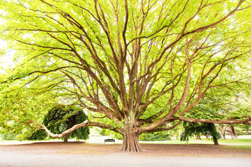 Fototapeta na wymiar Masywne drzewo w parku na słoneczny dzień