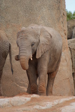 South African Elephant - Loxodonta africana africana