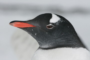 Gentoo penguin in Antarctica