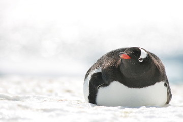 Obraz premium Gentoo penguin relaxing in Antarctica