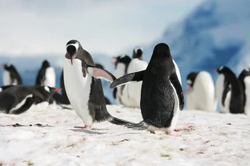 Stickers pour porte Pingouin Tape la