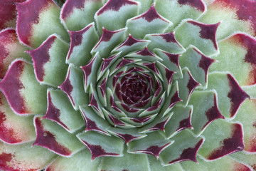 Sempervivum calcareum 'Mrs Guiseppi'