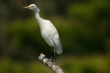 Airone Guardabuoi