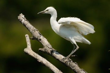 Airone Guardabuoi juv