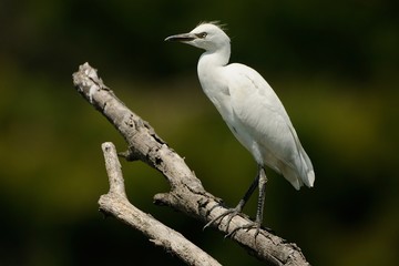 Airone Guardabuoi
