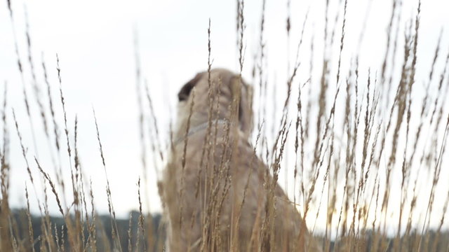 Portait of a vizsla dog