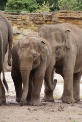 Fototapeta premium Asian Elephant - Elephas maximus