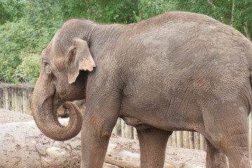 Fototapeta premium Asian Elephant - Elephas maximus