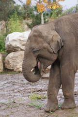 Fototapeta premium Asian Elephant - Elephas maximus