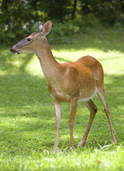 Daytime whitetail deer doe standing on a grassy green field