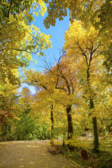 Naklejka premium Autumn in the park