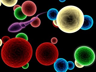Spermatozoon inside in cells