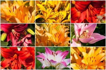 Bright beautiful lilies