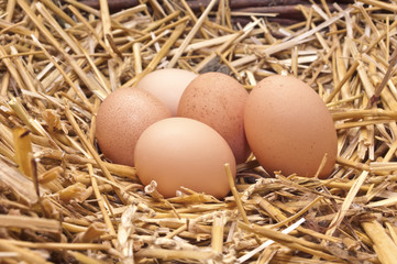 Chicken eggs in the nest