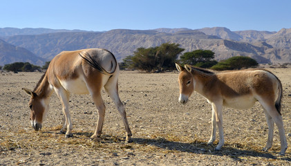 The onager (Equus hemionus) is Asian wild ass, Eilat, Israel