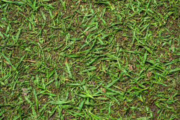 Cutted grass background