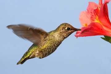 Annas Hummingbird (Calypte anna)