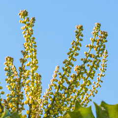 Mahonia Japonica Blooms