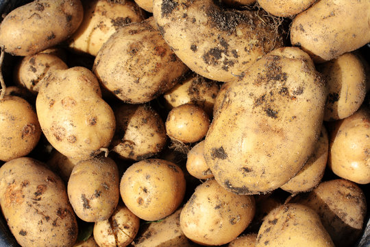 Fresh raw potates harvest