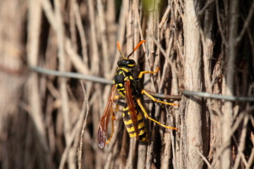 Closeup of Large wasp natural background