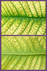 close up of two face poinsettia leaf