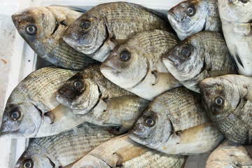 giltheads bream fish at the market