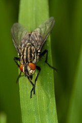 Fly sitting